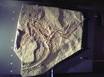 恐竜博物館の恐竜化石.JPG