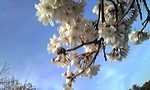 桜の花.jpg
