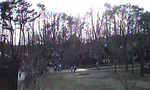 萌木の村広場の木々.jpg